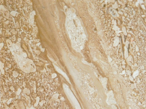 daino-scuro.jpg