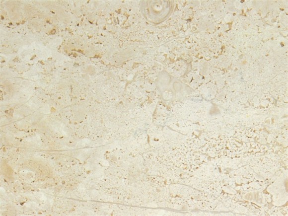 daino-chiaro.jpg